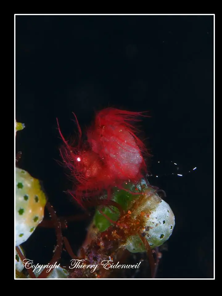 Anilao Macro Dive Media Highlight